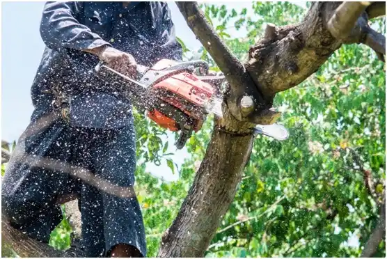 tree services North Braddock